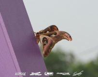 fri-butterfly