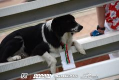 mon-racingdog